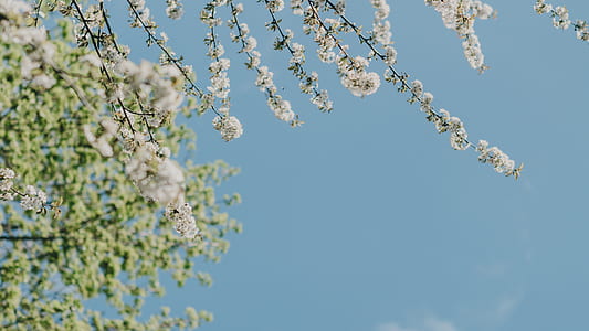 macro photography of white flowers thumbnail