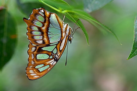 selective focus photography of brown and white swallowtail butterfly perched under green leaf at daytime thumbnail