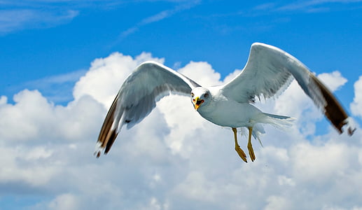 flying white bird under white clouds and blue sky thumbnail