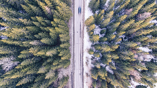 empty road surrounded by pine trees thumbnail
