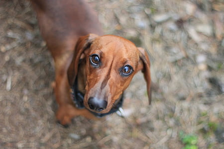Selective Focus Photography of Dachshund thumbnail