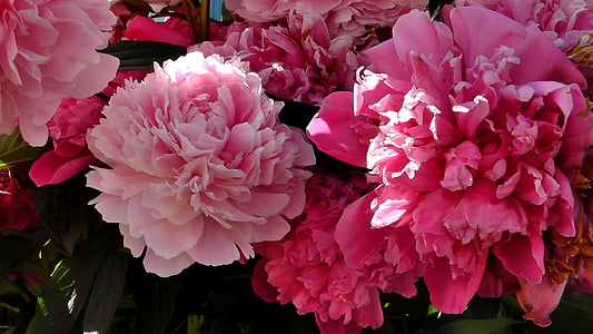 pink peony flowers blooming during daytime thumbnail