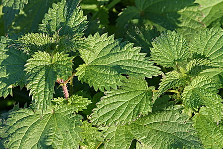 close up photo of leafed plant thumbnail