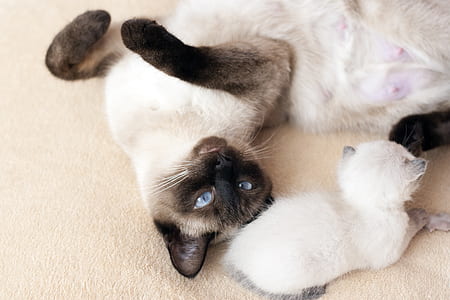 siamese cat and kitten thumbnail
