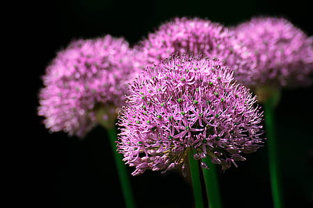 flower, macro, close-up, garlic thumbnail