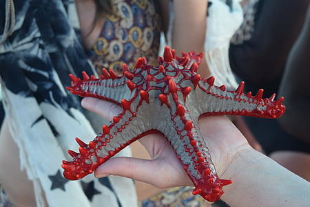 person holding gray and red starfish thumbnail
