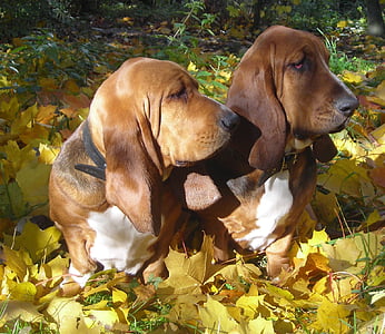 two adult tan-and-white basset hound on leaves thumbnail
