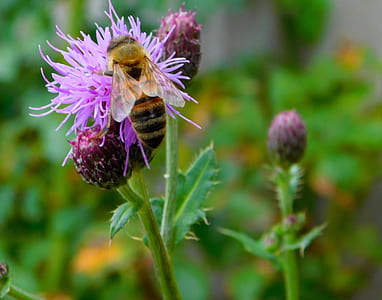 bee, bee on flower, hard working, work diligently, work, collect nectar thumbnail