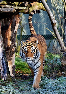 photo of tiger on green grass thumbnail
