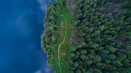 aerial view photography of forest field near body of water thumbnail