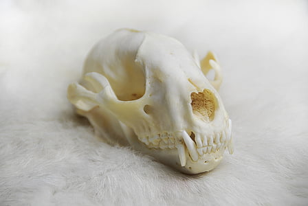 animal skull thumbnail