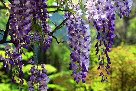 purple and white petaled flowers thumbnail