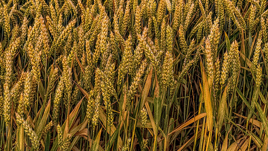 brown wheat grains at daytime thumbnail
