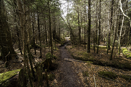 Hiking path scenery towards Clingman's Dome in Smoky Mountains National Park, Tennessee thumbnail
