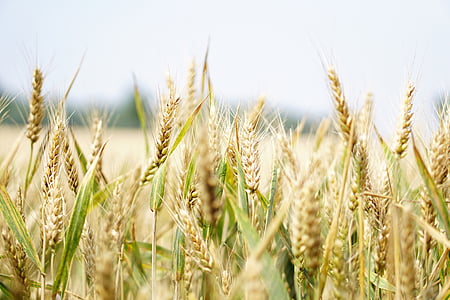 brown rice field thumbnail