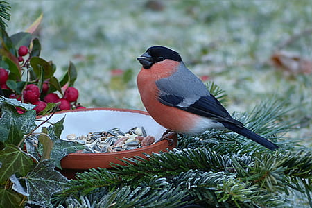 red and black bird on top of red plant thumbnail