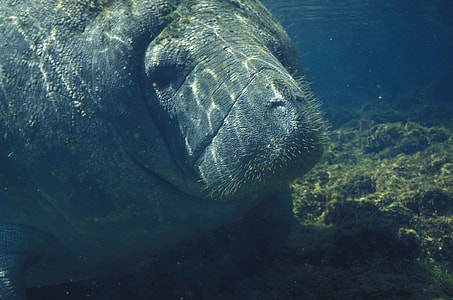 underwater photo of sea cow thumbnail
