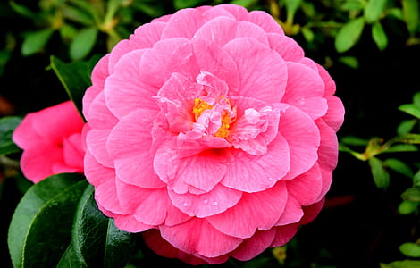 shallow focus photography of pink flower thumbnail