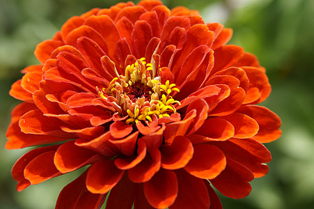 red petaled flower during daytime thumbnail
