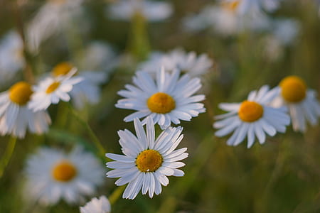 nature, field, flowers, garden thumbnail