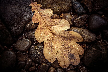 dried leaf on stony ground closeup photo thumbnail