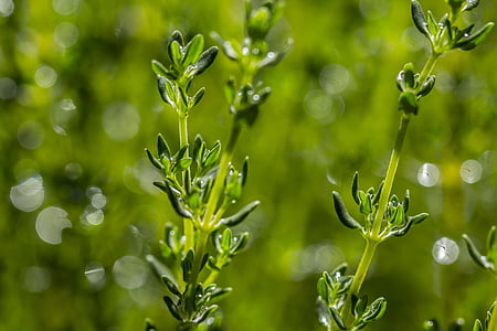shallow focus photography of green plants thumbnail