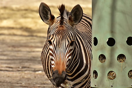Zebra beside gray steel panel thumbnail