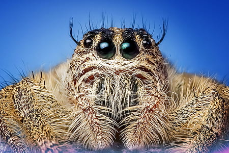close-up photography of brown jumping spider thumbnail