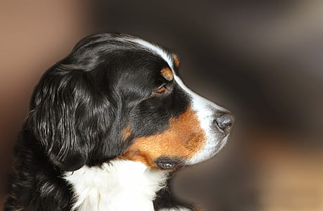 adult Bernese mountain dog on focus photo thumbnail