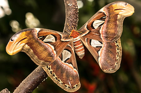 macro photography of red atlas moth thumbnail