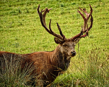 nature, forest, animal, deer thumbnail