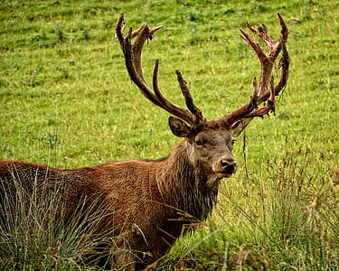 brown buck on green grass field thumbnail