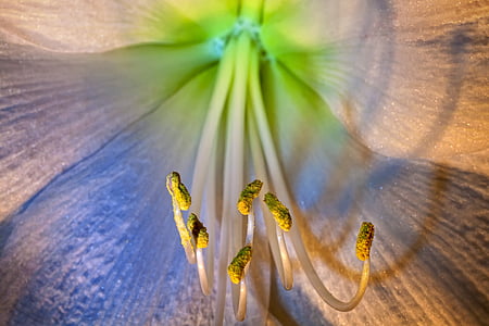 blue lily macro photography thumbnail