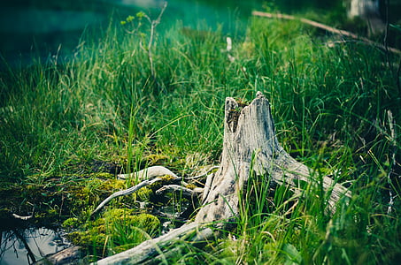 brown tree branch surround with green grass thumbnail