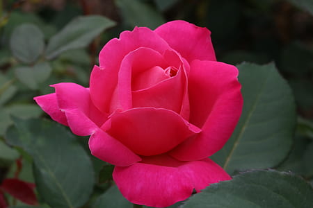 pink rose at bloom thumbnail