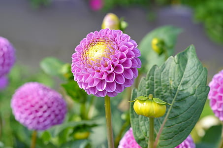 focus photo pink petaled flowers thumbnail