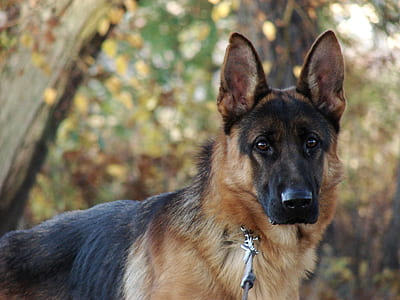 selective focus photography of adult German shepherd thumbnail