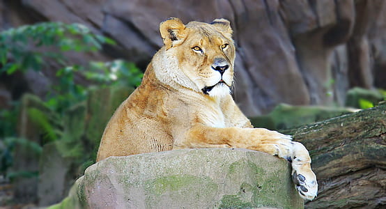 brown lioness lying on gray rack thumbnail