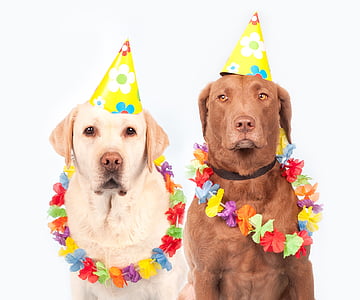 one yellow and one chocolate adult Labrador retrievers wearing birthday hats thumbnail