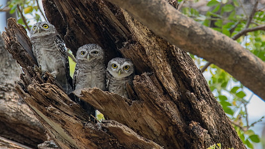 three gray-and-white owl hiding on old bent over tree trunk thumbnail
