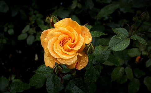 orange rose in close-up photography thumbnail