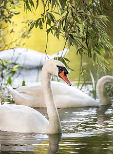 white swan in body of water thumbnail