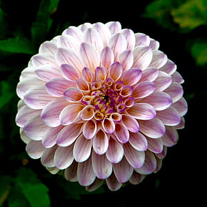 purple and white flower thumbnail