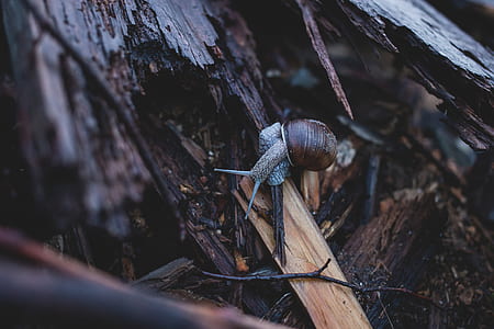 wood, nature, garden, tree thumbnail