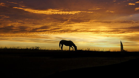 photo of silhouette of horse thumbnail