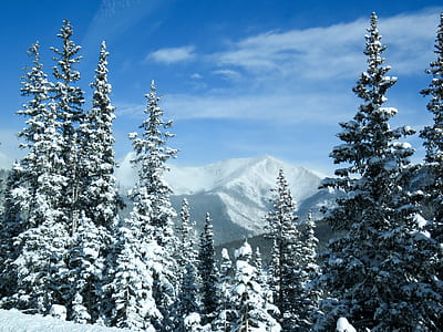green pine tree lot during daytime thumbnail