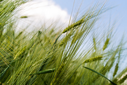 green grass field thumbnail