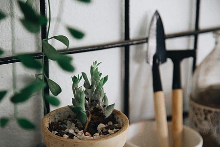 green leaf plant thumbnail