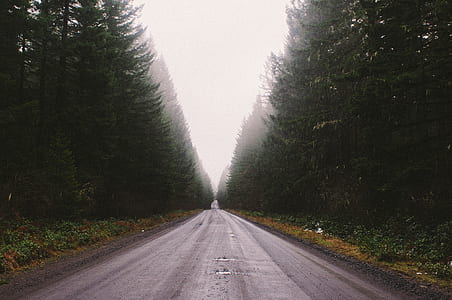 gray rode in between tall green tree at daytime thumbnail