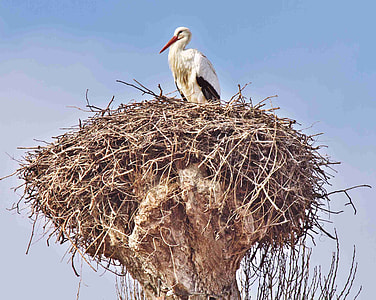 white bird on nest thumbnail